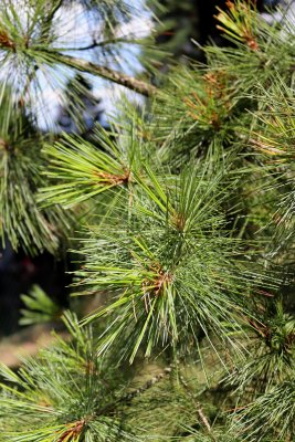 Pinus ayacahuite - borovice mexická - jehlice
